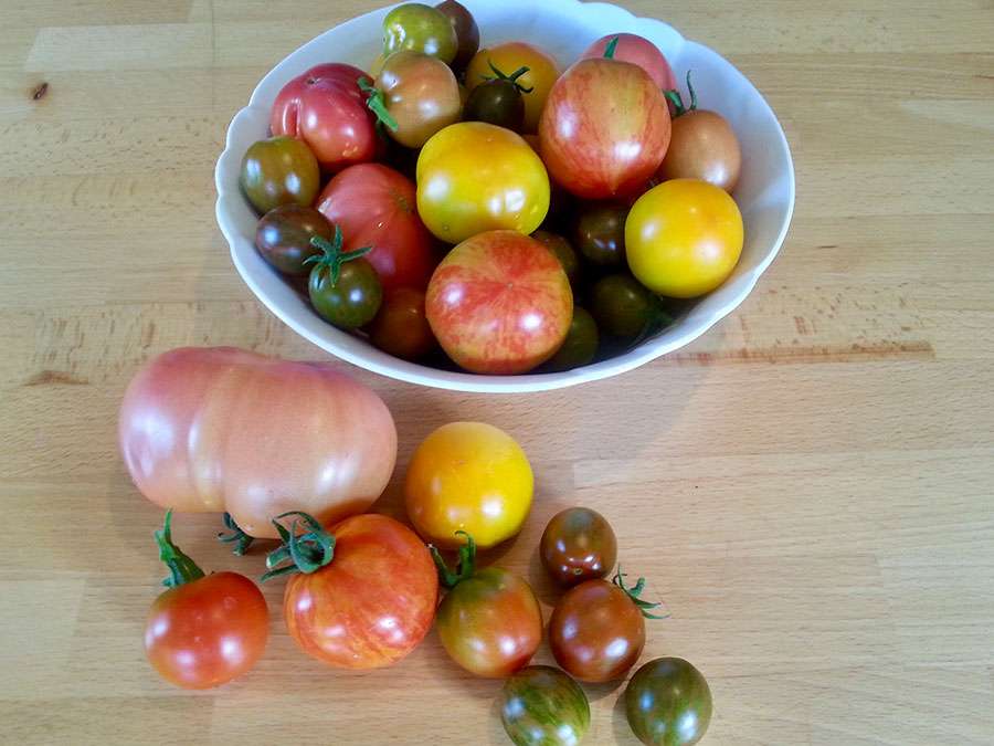 Tomaten im Casa Shania